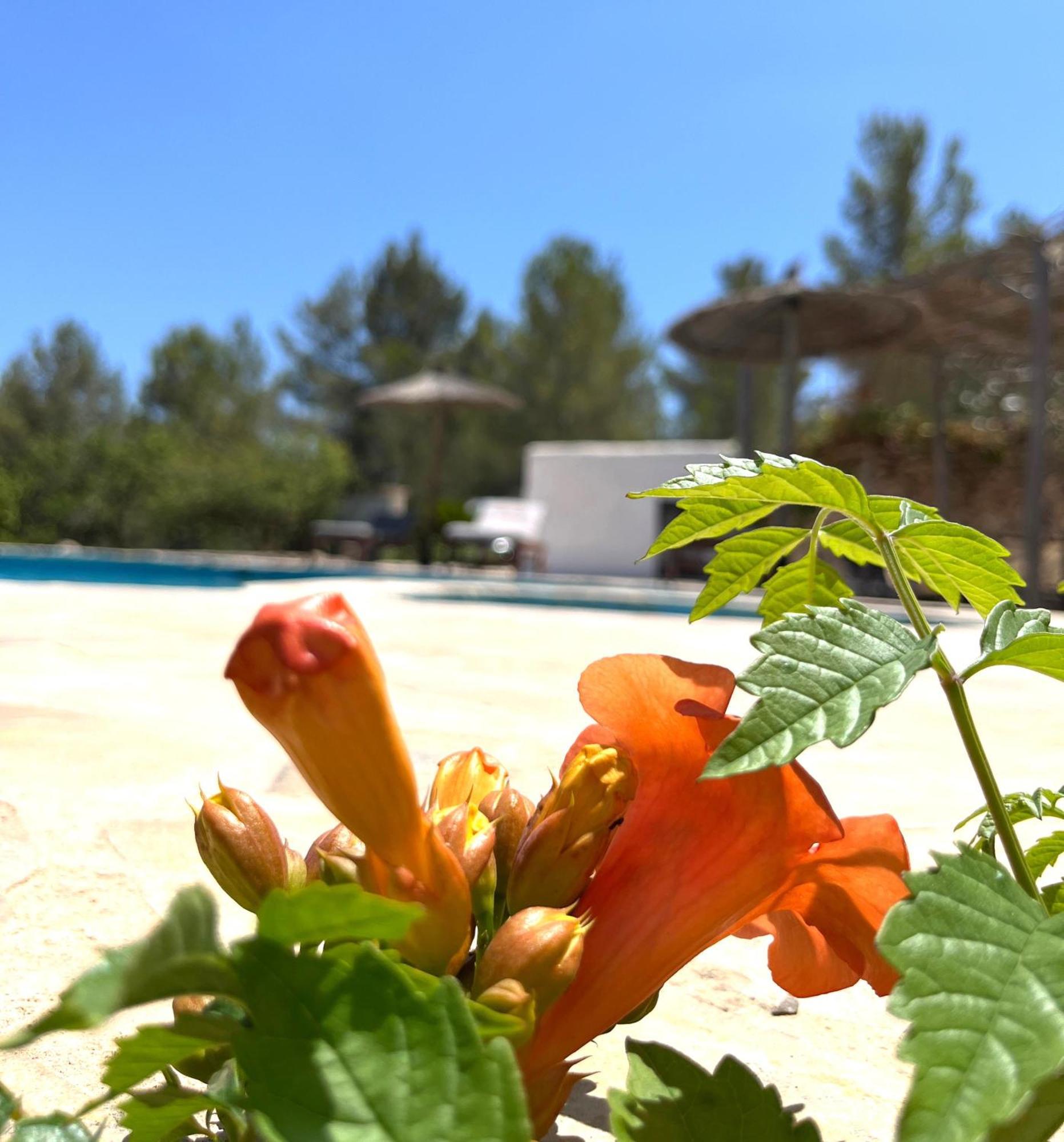 Villa Can Mestreso Suite Ibiza Sant Joan De Labritja Ngoại thất bức ảnh